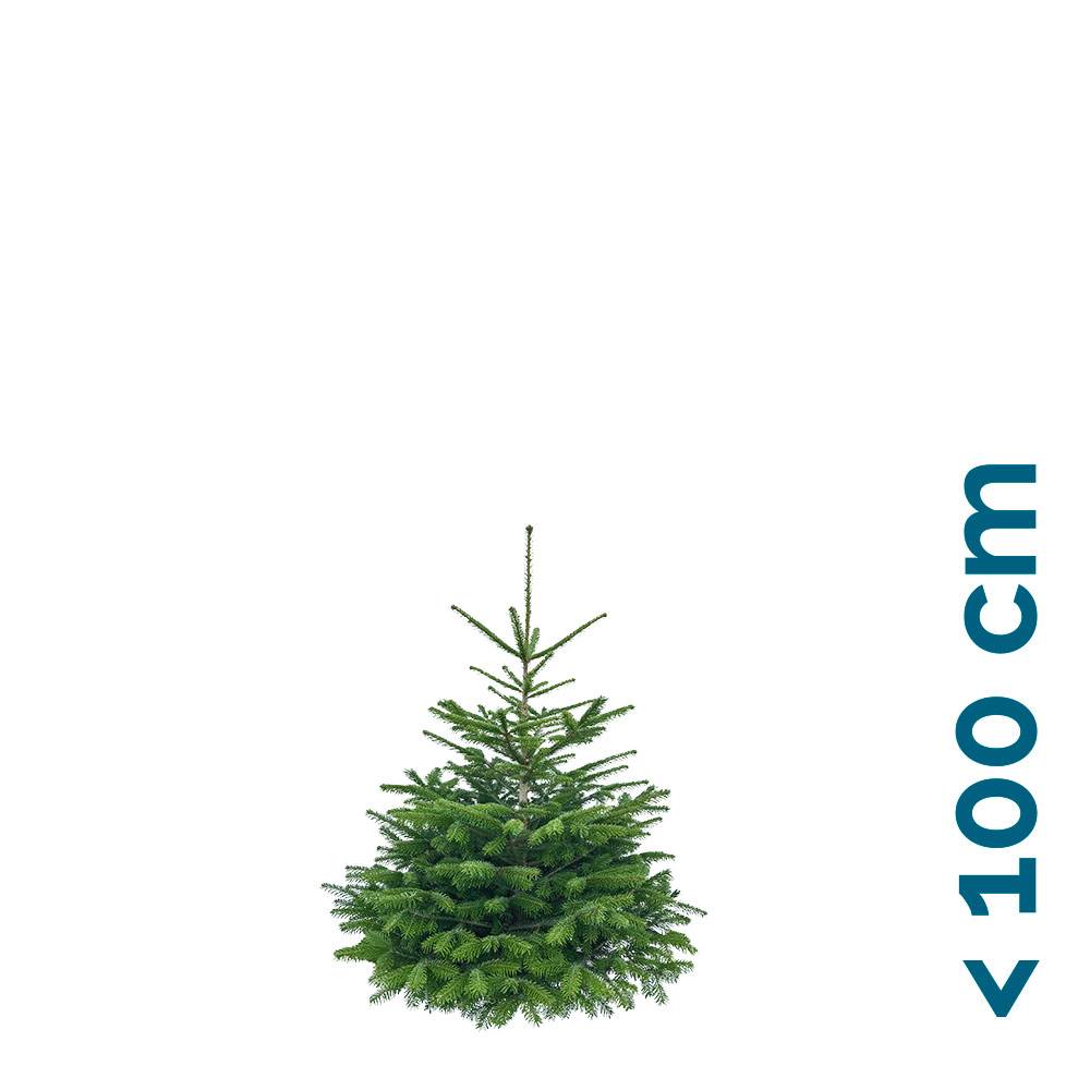Mini-Nordmanntanne als | online Weihnachtsbaum kaufen Weihnachtbaum